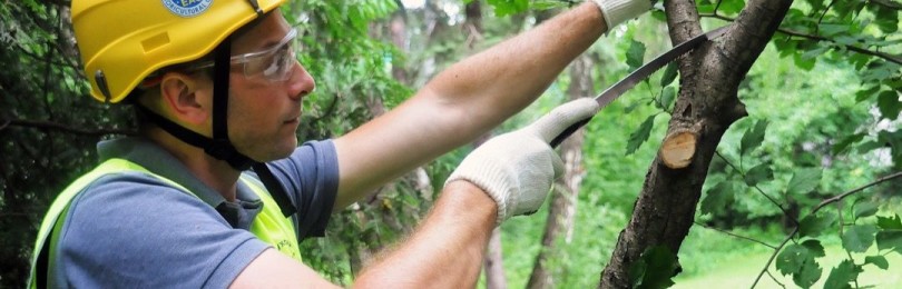 Санитарно подрязване на дървета: селскостопанска техника, която ви позволява да удължите живота на разсада